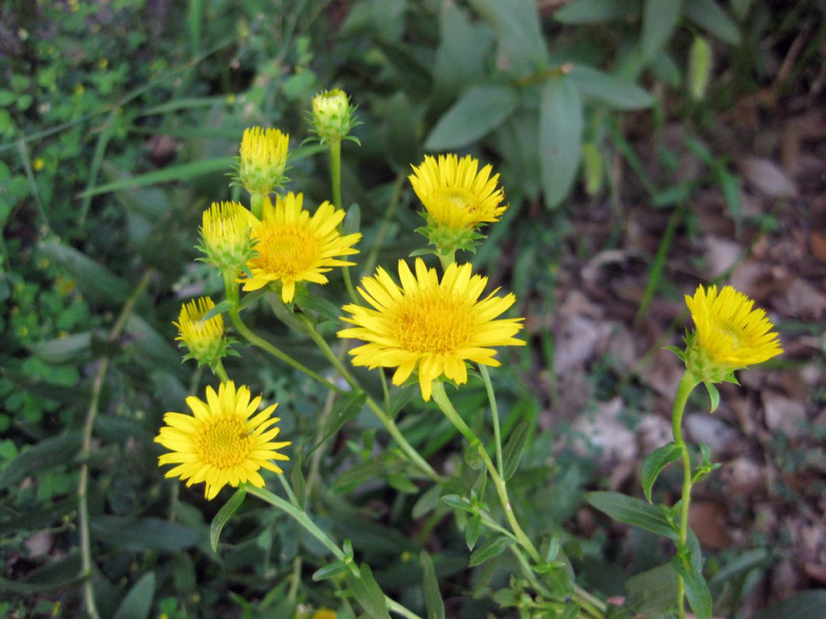 Inula spiraeifolia