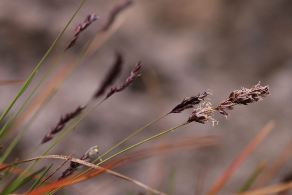 A Gandria fiorisce l’erba dei geologi