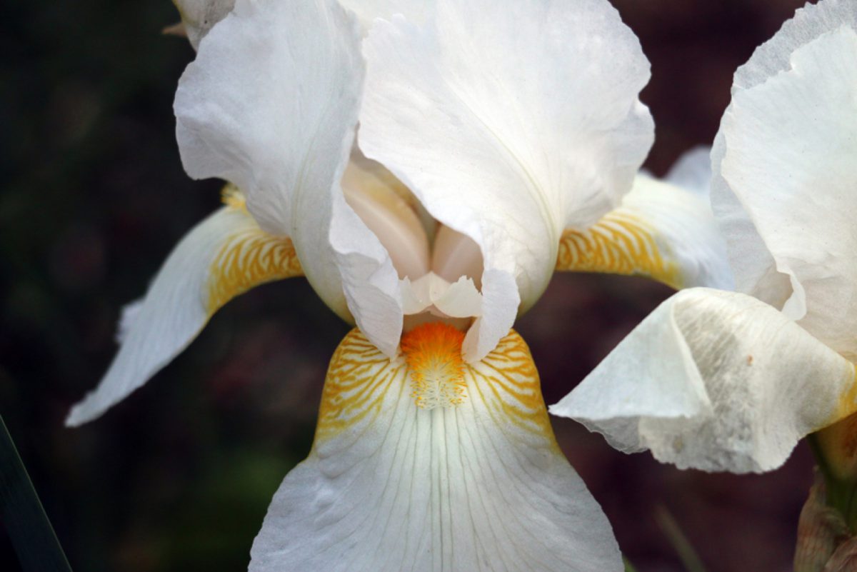 L’Iris fiorentina