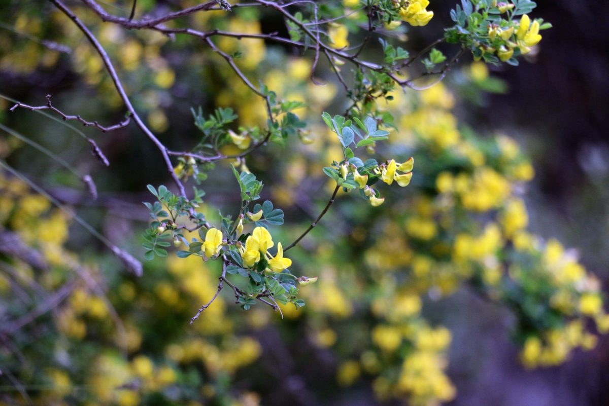 Hippocrepis emerus