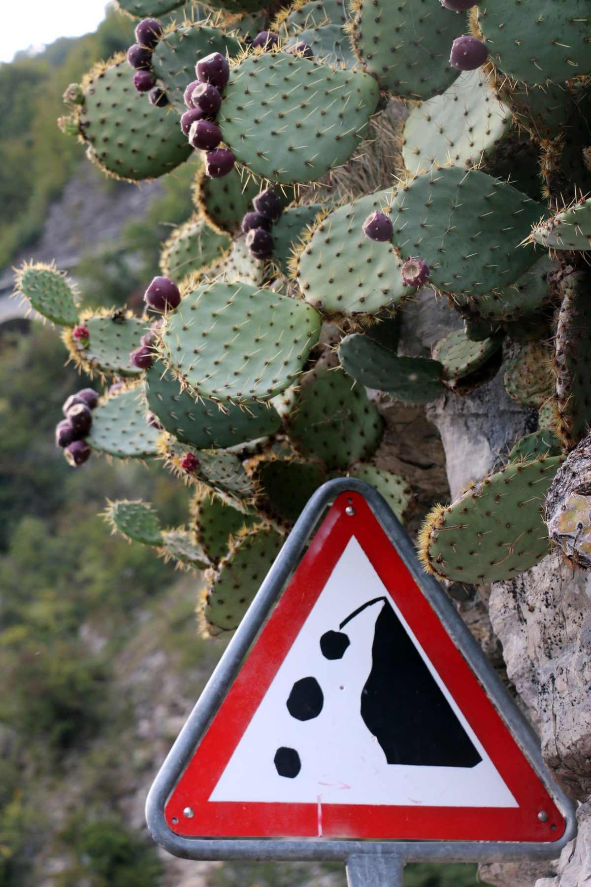 Attenzione caduta cactus
