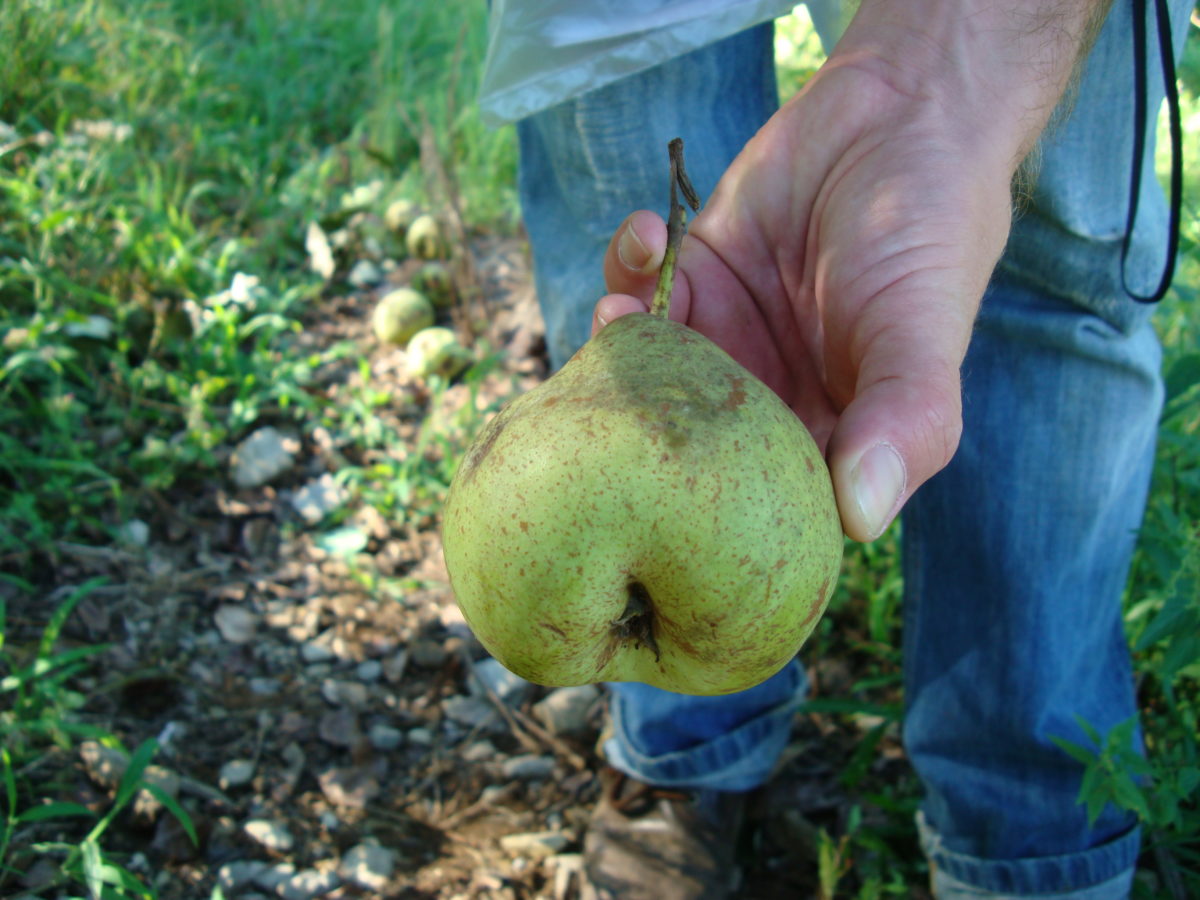Diario dei frutteti: la pera chiappona