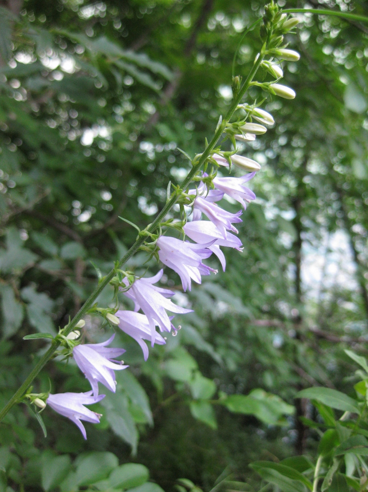 fiori in legno - specie perenni - specie rara - R nel bosco